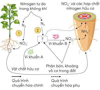 sinh học 11, dinh dưỡng nitrogen