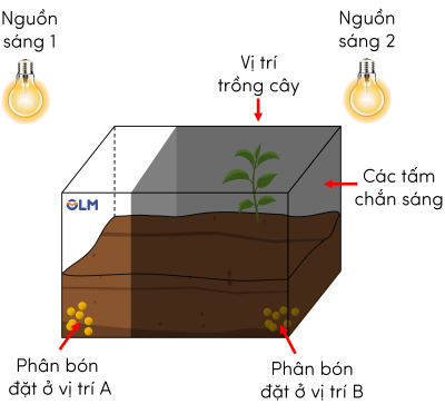 sinh học 11, thí nghiệm cảm ứng ở thực vật