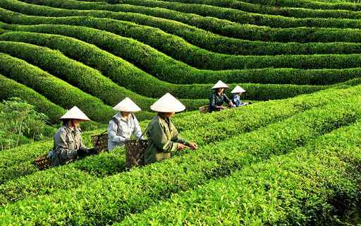 Đồi chè ở Thái Nguyên