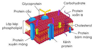 sinh học 12, màng sinh chất