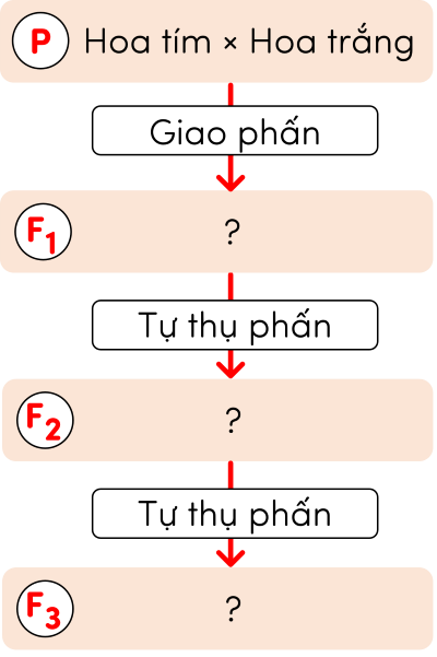 sinh học 12, thí nghiệm lai của Mendel