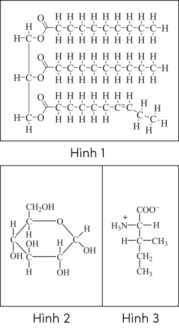 Sinh học 10, các đại phân tử sinh học