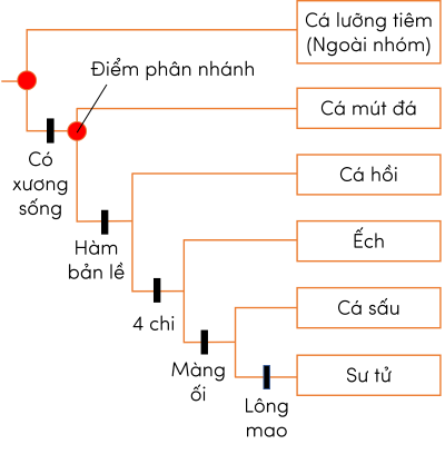 Sinh học 12, cây phát sinh chủng loại