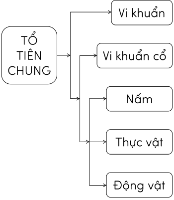 sinh học 12, cây phát sinh chủng loại