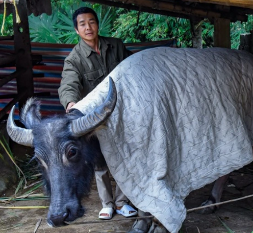 giữ ấm cho vật nuôi.olm