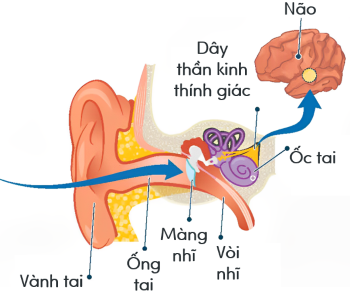 khoa học tự nhiên, lớp 8, tai người