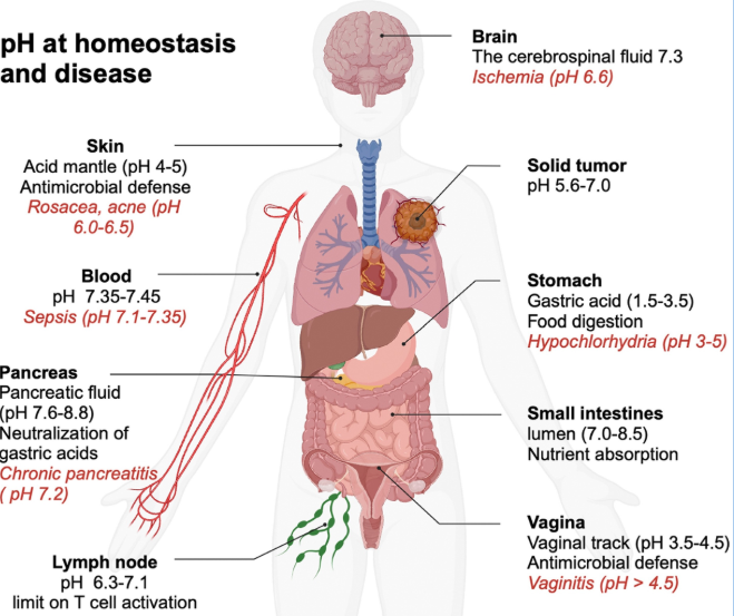 pH trong cơ thể người