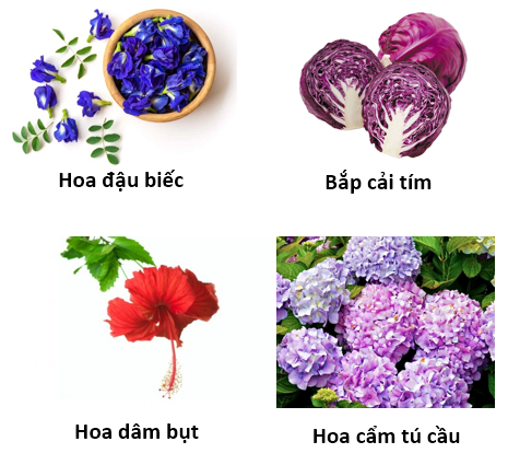 Một số thực vật có thể sử dụng làm chất chỉ thị màu