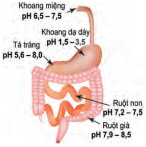 Chỉ số pH trong hệ tiêu hoá của con người