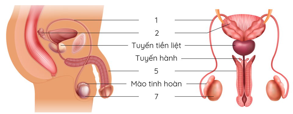 hệ sinh dục nam