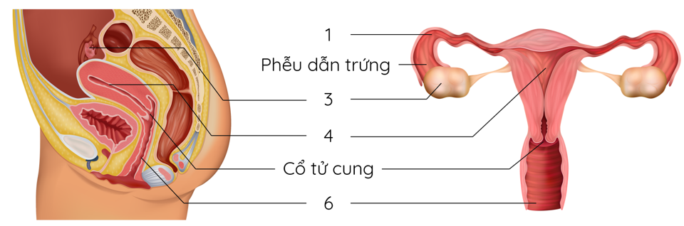 hệ sinh dục nữ