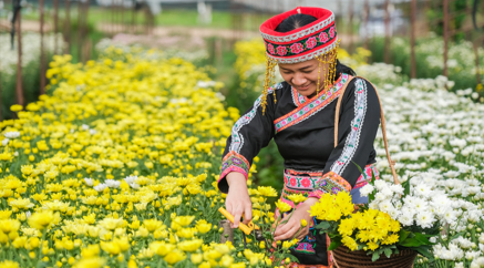 Công nghệ 7, phương pháp hái hoa, hoc24