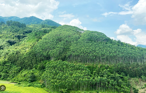 rừng phòng hộ.olm