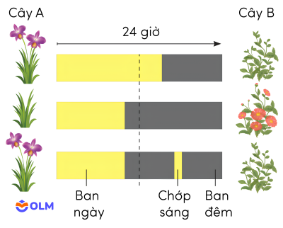 sinh học 11, cây ngày dài và cây ngày ngắn