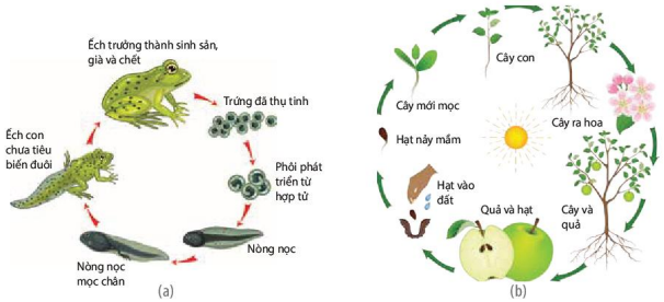 Vòng đời của ếch và thực vật có hoa