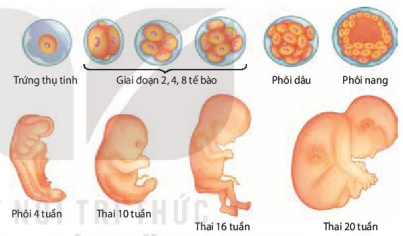 Giai đoạn phôi thai ở người