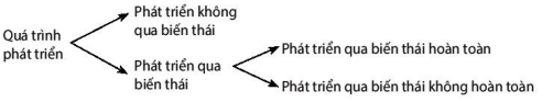 Sơ đồ các hình thức phát triển ở động vật