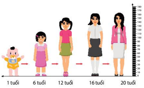 Phát triển không qua biến thái ở người