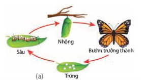 Phát triển qua biến thái hoàn toàn ở bướm