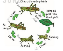 Phát triển qua biến thái không hoàn toàn ở châu chấu