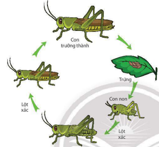 Vòng đời của châu chấu