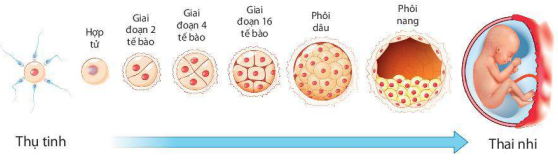 Sự phát triển của con người ở giai đoạn trước sinh