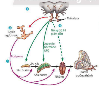 Ảnh hưởng của hormone đến biến thái ở sau bướm