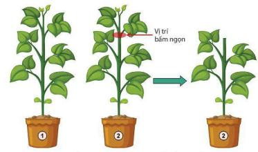 Mô tả thí nghiệm chứng minh tác dụng của bấm ngọn với cây