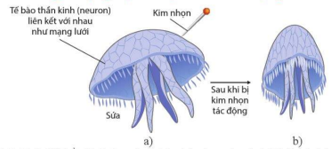 Hệ thần kinh dạng lưới (a), phản ứng của sứa khi bị kích thích (b)