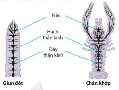 Hệ thần kinh dạng chuỗi hạch