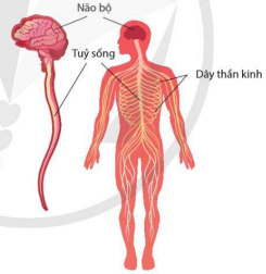 Cấu trúc hệ thần kinh dạng ống