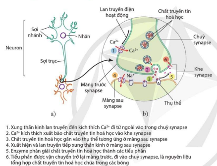 Cấu tạo của neuron (a), cấu trúc synapse hóa học và quá trình truyền tin qua synapse hóa học