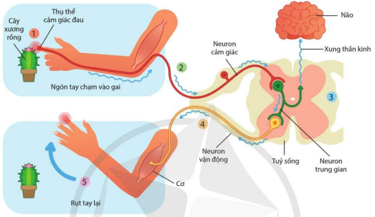 Sơ đồ một cung phản xạ ở người