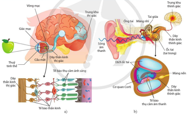 Quá trình cảm nhận hình ảnh (a), âm thanh (b)