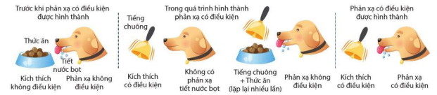 Mô hình thí nghiệm hình thành phản xạ có điều kiện của Pavlov