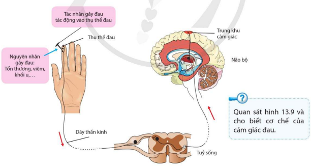 Con đường dẫn truyền xung thần kinh cảm giác đau