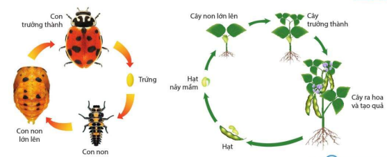 Các giai đoạn trong vòng đời của bọ rùa và cây đậu