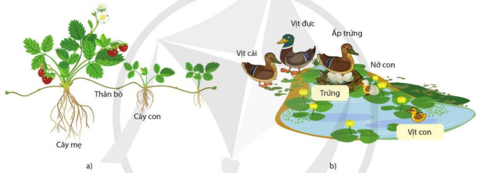 Sinh sản tạo ra các cá thể mới ở dâu tây và vịt trời