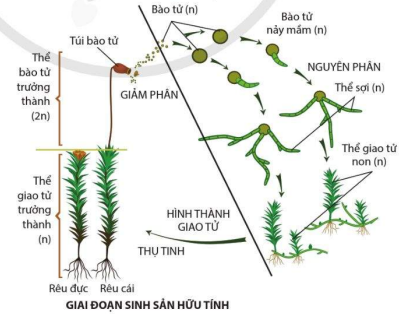 Giai đoạn sinh sản bằng bào tử ở rêu