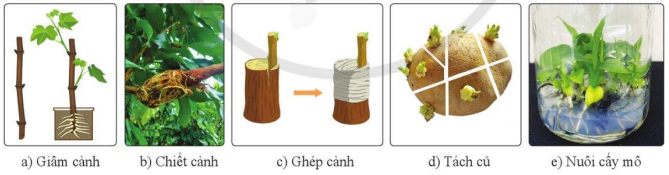 Một số hình thức nhân vô tính ở thực vật