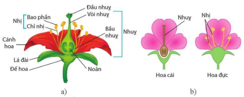 Cấu tạo của hoa lưỡng tính (a), hoa đơn tính (b)