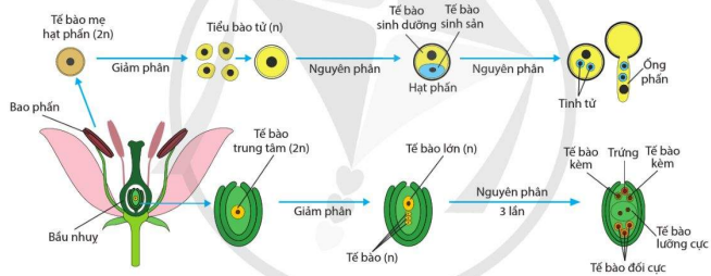 Sự hình thành hạt phấn và túi phôi