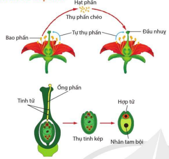 Thụ phấn và thụ tinh ở thực vật