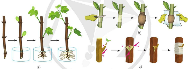 Sơ đồ các bước giâm (a), chiết (b), ghép (c)