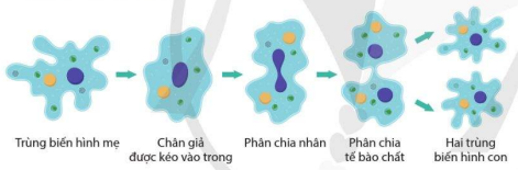 Phân đôi ở trùng biến hình