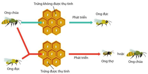 Trinh sinh và sinh sản hữu tính ở ong