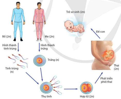 Các giai đoạn sinh sản hữu tính ở người