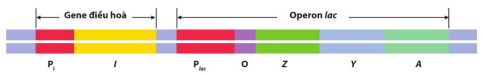 Sơ đồ operon lac và gene điều hòa
