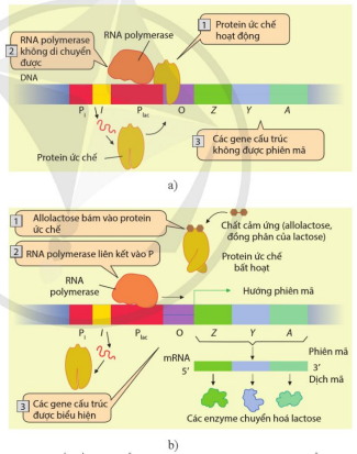 Cơ chế điều hòa biểu hiện gene ở operon lac của vi khuẩn E.coli 