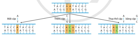 Các dạng đột biến gene